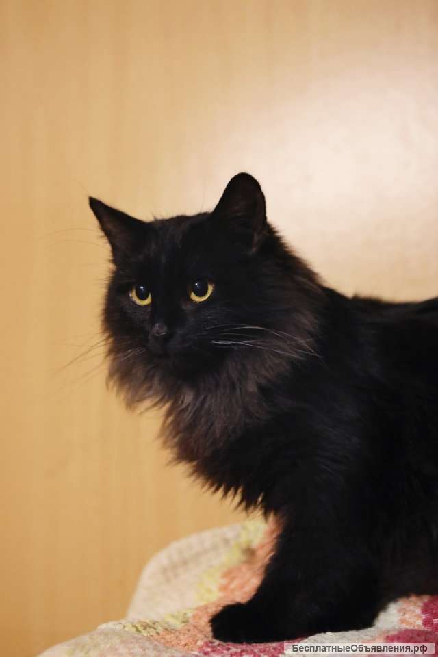 Фото Кот Самара