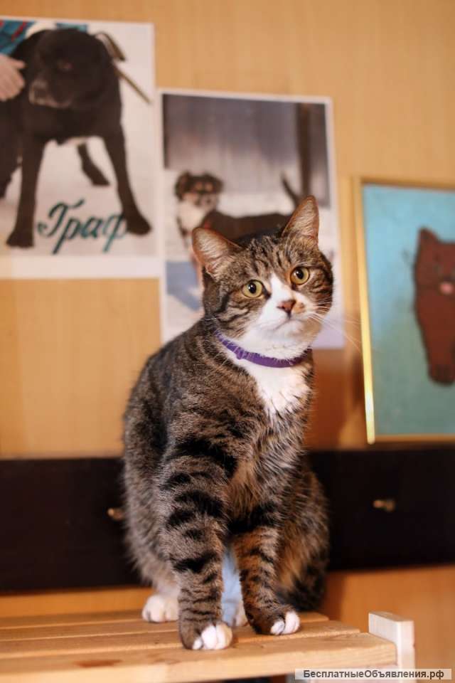 Фото Кот Самара