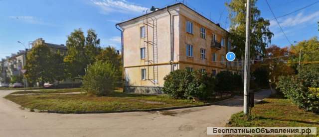 Комнатная Береза Фото